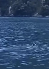 Eudyptes pachyrhynchus