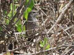 Cercotrichas coryphoeus