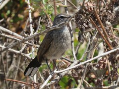 Cercotrichas coryphoeus