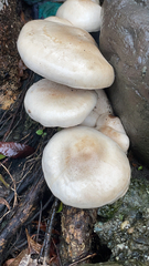 Cyclocybe parasitica