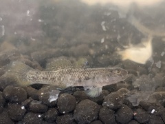 Rhinogobius rubromaculatus