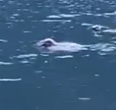 Eudyptes pachyrhynchus