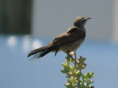 Cercotrichas coryphoeus