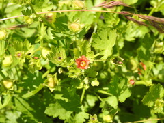 Modiola caroliniana