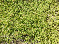 Modiola caroliniana