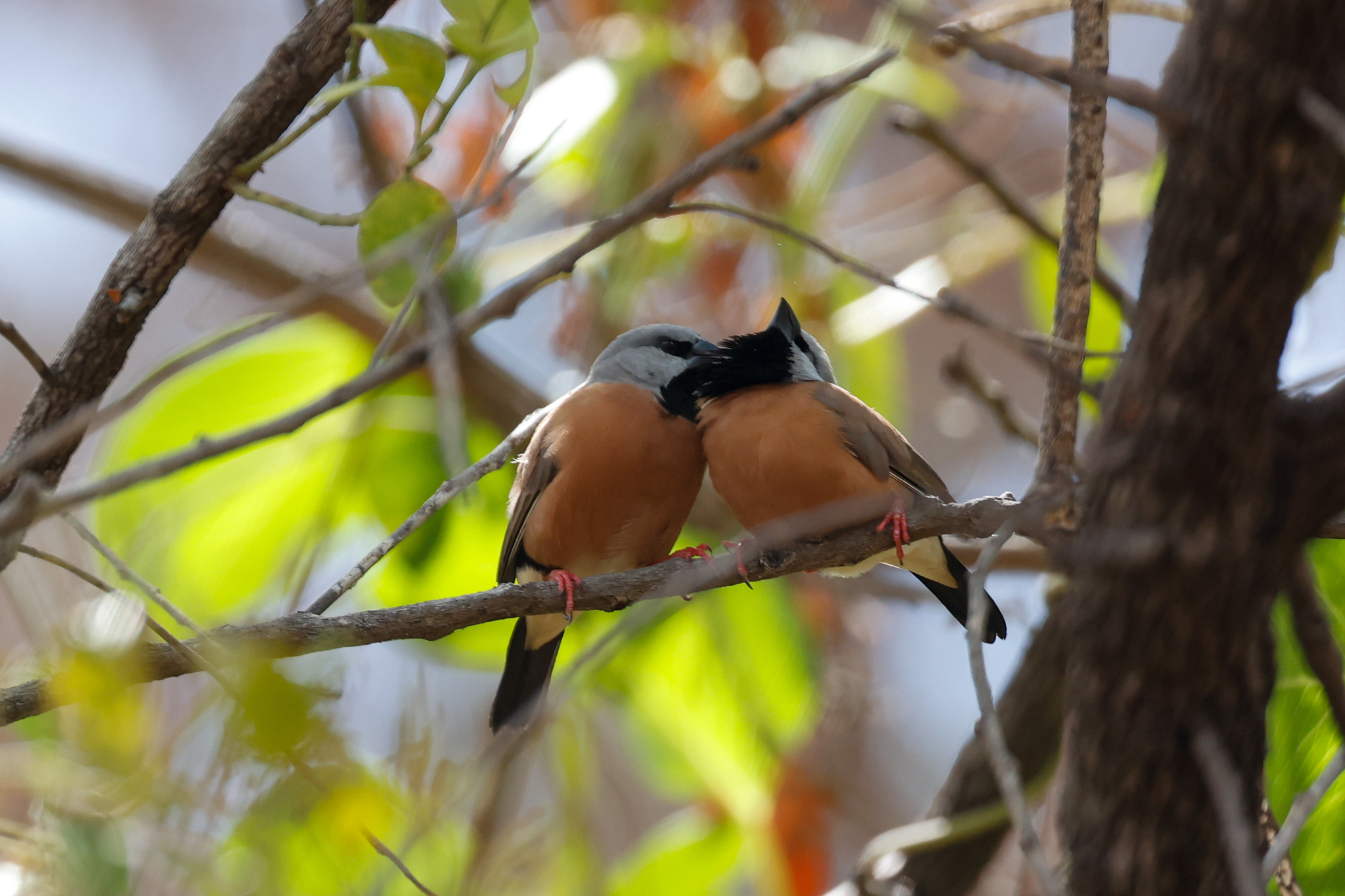Black-throated Finch illustration