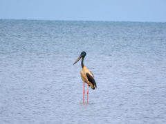 Ephippiorhynchus asiaticus