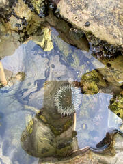 Anthopleura sola