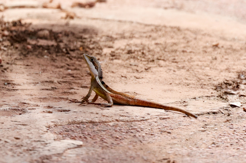 Swamplands Lashtail, Tropicagama temporalis
