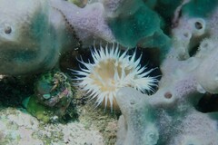 Anthothoe albocincta