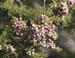 Juniperus arizonica