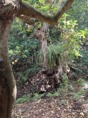 Metrosideros excelsa