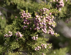 Juniperus arizonica
