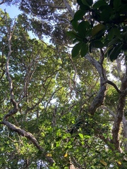 Metrosideros excelsa