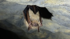 Perimyotis subflavus
