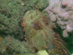 Scorpaena jacksoniensis