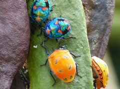 Tectocoris diophthalmus