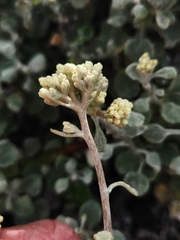 Helichrysum patulum