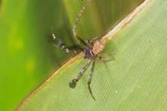 Stephanopis barbipes