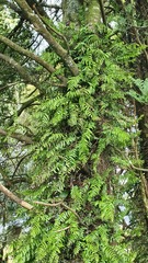 Blechnum filiforme