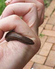 Oligosoma aeneum