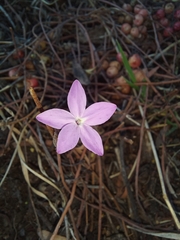 Pseuderanthemum praecox