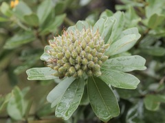 Gastrolobium bilobum