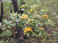 Gastrolobium bilobum