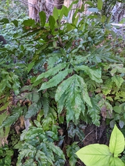 Tectaria heracleifolia