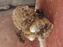 Polistes chinensis