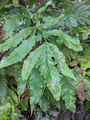 Tectaria heracleifolia