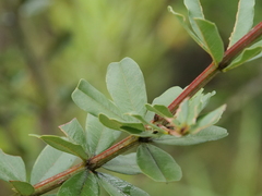 Gastrolobium bilobum