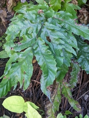 Tectaria heracleifolia