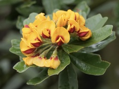 Gastrolobium bilobum