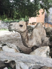 Camelus dromedarius
