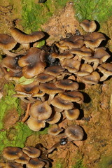 Porotheleaceae