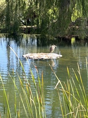 Nycticorax caledonicus