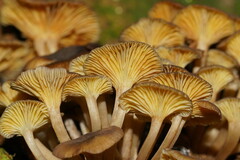 Porotheleaceae