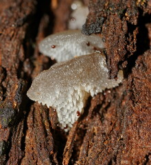 Pseudohydnum tasmanicum