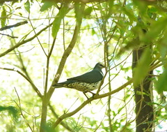 Leucosarcia melanoleuca