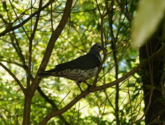 Leucosarcia melanoleuca