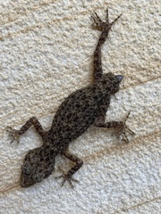 Phyllurus platurus