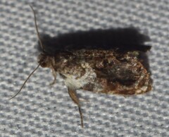 Acroceuthes metaxanthana