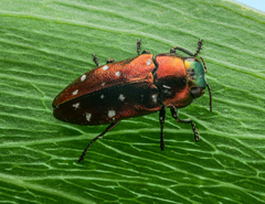 Diphucrania