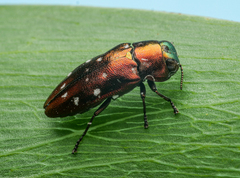 Diphucrania