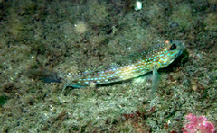 Istigobius hoesei