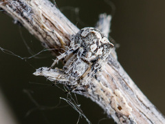 Araneus strandiellus