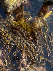 Sargassum muticum