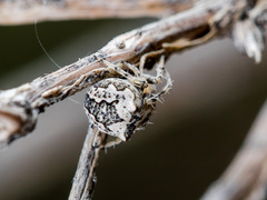 Araneus strandiellus