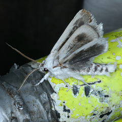 Cryptophasa albacosta